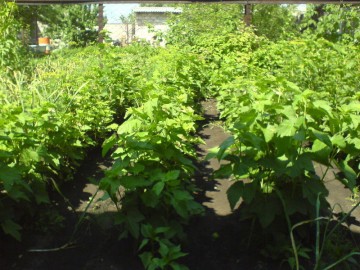 Посадка черной смородины и уход за саженцами