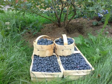 Продажа ягод и саженцев