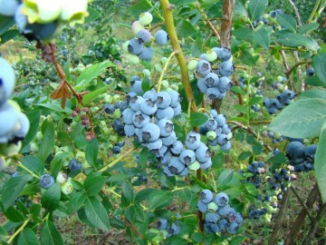 Ягоды голубики Ягоды голубики