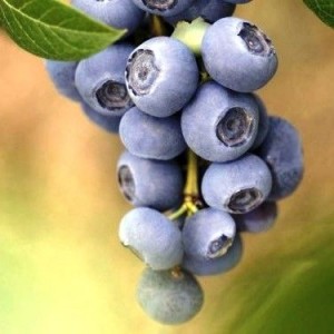 Голубика Reka Ягоды голубики сорта Reka