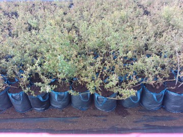 четырехлетние саженцы голубики