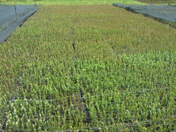 Саженцы клюквы крупноплодной