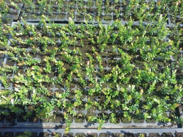 Клюква саженцы