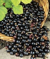 Рекомендации по хранению ягод смородины