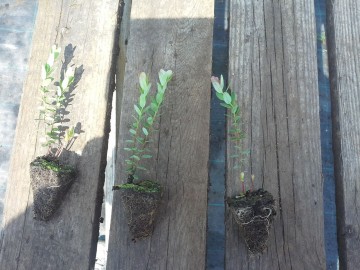 Однолетние саженцы клюквы