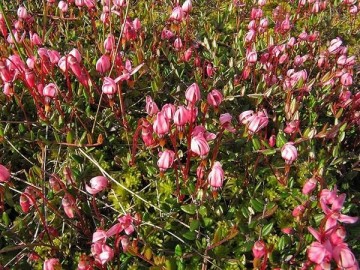 Цветение клюквы на плантации